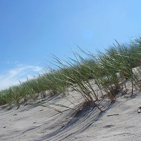 Morgentied, Fw 7 青斯特